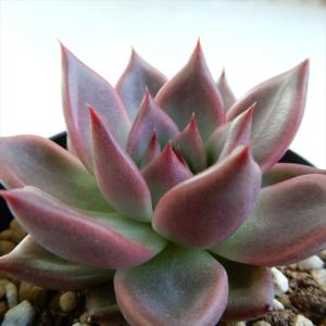 多肉植物 ピンク色 花の商品一覧 通販 Yahoo ショッピング