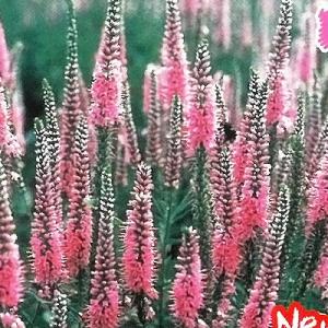 宿根草多年草 ピンクの花の商品一覧 通販 Yahoo ショッピング