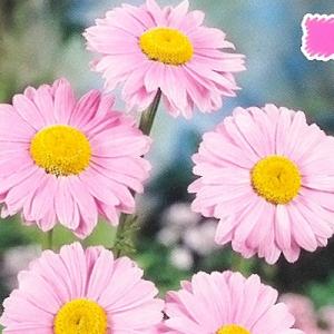 宿根草多年草 ピンクの花の商品一覧 通販 Yahoo ショッピング