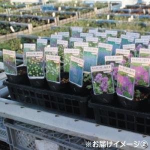 予約販売 宿根草の咲く庭 エキナセア 苗 グリ...の詳細画像2