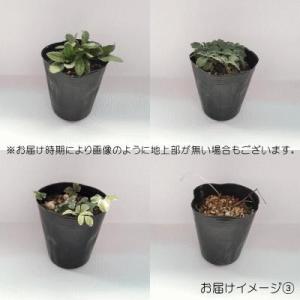 予約販売 宿根草の咲く庭 エキナセア 苗 グリ...の詳細画像3