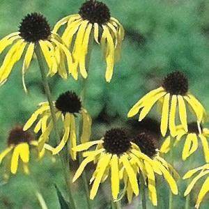 宿根草の咲く庭 エキナセア 苗 パラドクサ 9cmポット イエローコーンフラワー 多年草 ガーデニン...