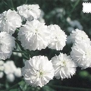 宿根草の咲く庭 アキレア 苗 ノブレッサ 9cmポット 多年草 ガーデニング 花苗 宿根草苗 hys...