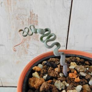 日本花キ流通 多肉植物 caアエオニウム ハロウィン錦