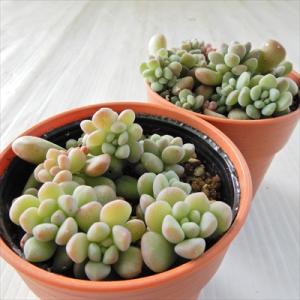 多肉植物 hmセダム ばらまき ワンダ・ワンダ...の詳細画像1