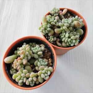 多肉植物 hmセダム ばらまき ワンダ・ワンダ...の詳細画像2