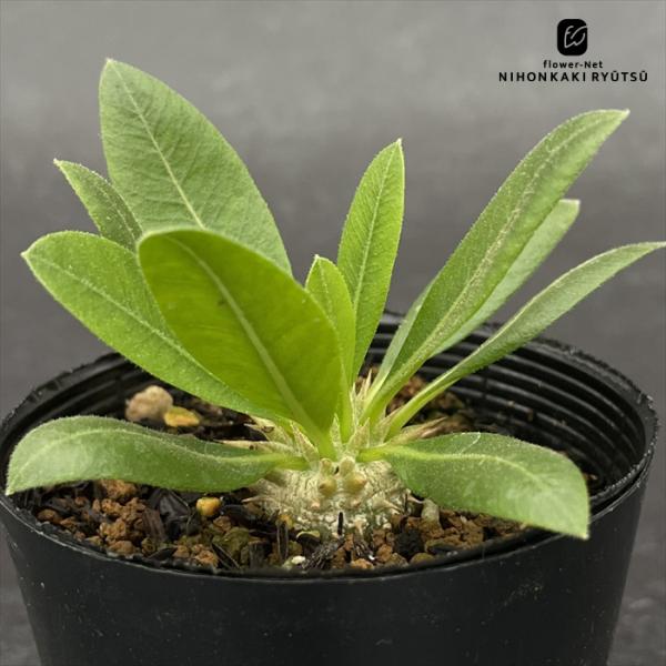 多肉植物 caパキポディウム 恵比寿笑い 実生 多肉植物 ブレビカウレ コーデックス 7.5cmポッ...