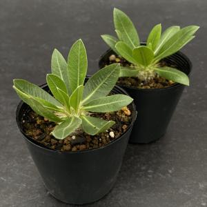 多肉植物 caパキポディウム 恵比寿笑い 実生...の詳細画像1