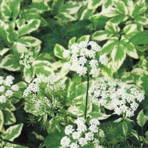 ヒガンバナ 彼岸花 八重咲き ひがんばな 曼珠沙華 まんじゅしゃげ 秋の