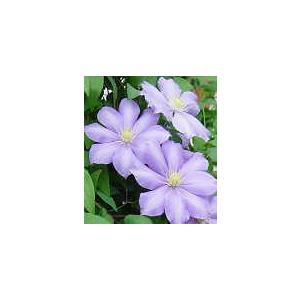 予約販売 クレマチス 苗 白磁 テキセンシス・ヴィオルナ系 落合