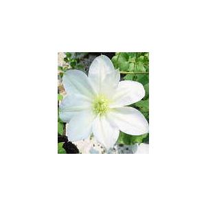 クレマチス 苗 大輪の商品一覧 通販 Yahoo ショッピング