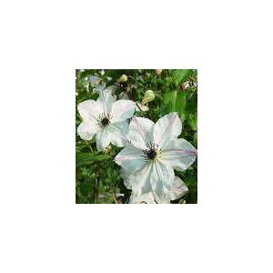 予約販売 クレマチス 苗 サニーサイド ビチセラ系 落合さんのクレマチス 2年生苗 10.5cmポッ...