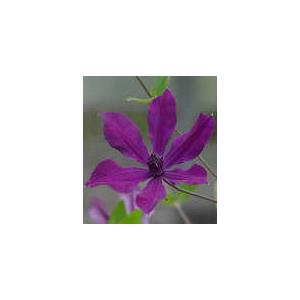 予約販売 クレマチス 苗 アフロディーテエレガフミナ インテグリフォリア系 落合さんのクレマチス 2...