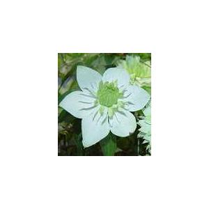 予約販売 クレマチス 苗 白万重 フロリダ系 落合さんのクレマチス 2年生苗 10.5cmポット o...