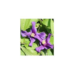 予約販売 クレマチス 苗 インテグリフォリア系 紫の妖精 落合さんのクレマチス 2年生苗 10 5cmポット 宿根草 3月上旬以降発送 3月上旬以降発送 Z フラワーネット日本花キ流通 通販 Yahoo ショッピング