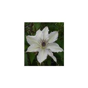 予約販売 クレマチス 苗 チェリーカクテル 品種登録出願中 パテンス系