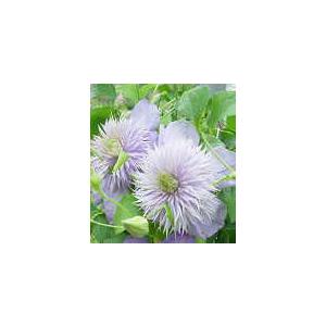 日本花キ流通 予約販売 クレマチス 苗 咲良の妖精 大内園芸オリジナル