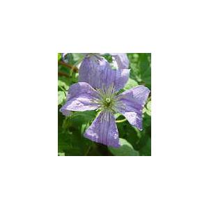 予約販売 クレマチス 苗 ビチセラ系 エミリアプラッタ 落合さんのクレマチス 2年生苗 10 5cmポット 宿根草 3月上旬以降発送 Z フラワーネット日本花キ流通 通販 Yahoo ショッピング