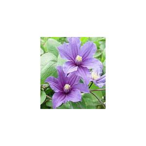 予約販売 クレマチス 苗 サムシングブルー インテグリフォリア系 落合