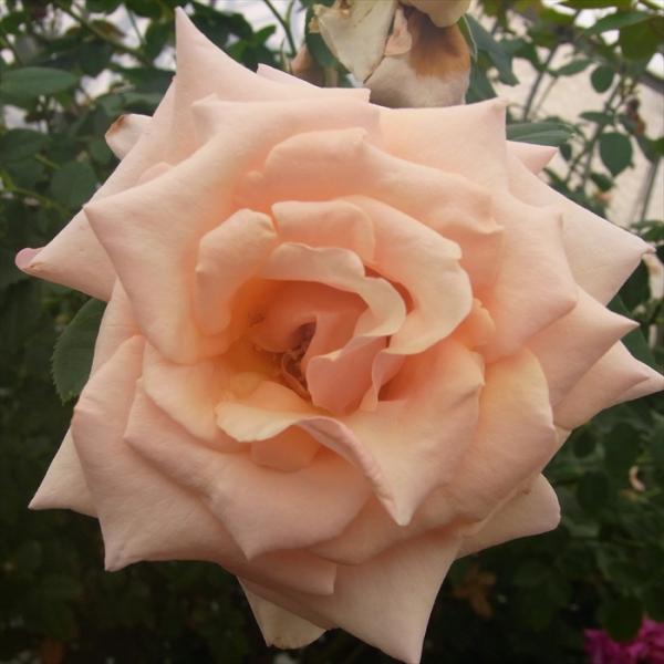 予約販売 バラ苗 バラ大苗 大輪 ポールリカード 四季咲き 薔薇 ばら オレンジ troe 2月中旬...