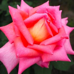 予約販売 バラ 苗 新苗 禅ローズ アンゲリカ 薔薇 ばら 送料無料