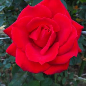 日本花キ流通 予約販売 バラ苗 バラ大苗 中輪 マリーナ 四季咲き 薔薇