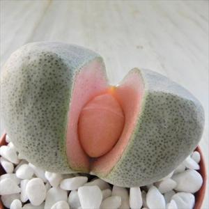 多肉植物 caプレイオスピロス 帝玉 令和の桃太郎 多肉植物 メセン リトープス 7.5cmポット