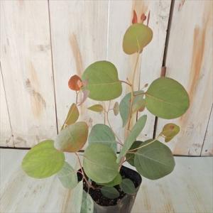 ユーカリ 苗 ポポラス 10.5cmポット ポリアンセモス ポルプネア シンボルツリー 苗木 花木 ...