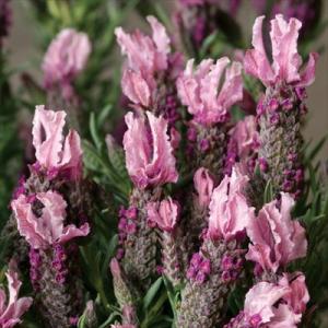 ラベンダー 大株の商品一覧 通販 Yahoo ショッピング