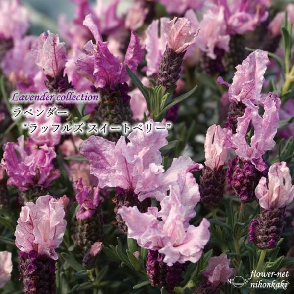 予約販売 ラベンダー 苗 ラッフルズ スイートベリー 10.5cmポット 登録品種 フレンチラベンダ...