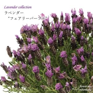 ラベンダー 大株の商品一覧 通販 Yahoo ショッピング