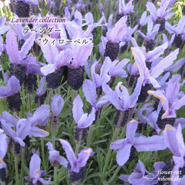 予約販売 ラベンダー 苗 ウィローベル 10.5cmポット フレンチラベンダー 花苗 宿根草 ガーデ...