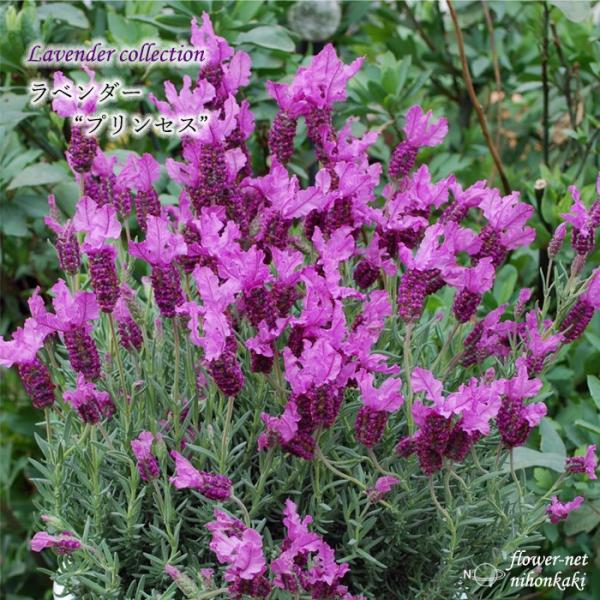 予約販売 ラベンダー 苗 プリンセス 10.5cmポット 登録品種 フレンチラベンダー 花苗 宿根草...