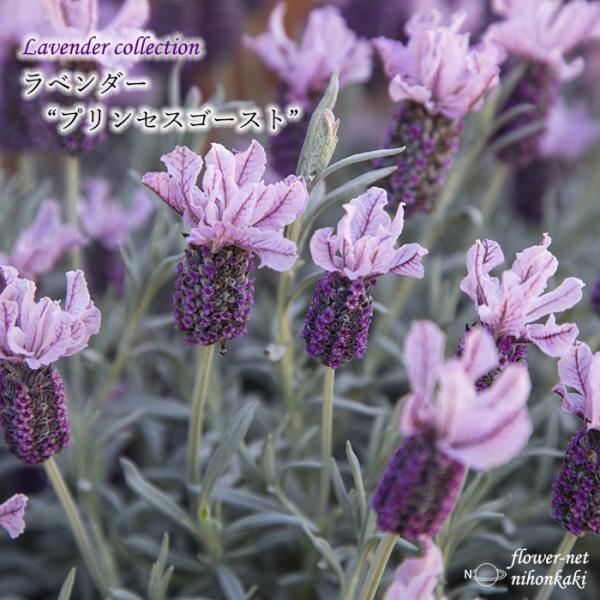 予約販売 ラベンダー 苗 プリンセスゴースト 10.5cmポット 登録品種 フレンチラベンダー 花苗...