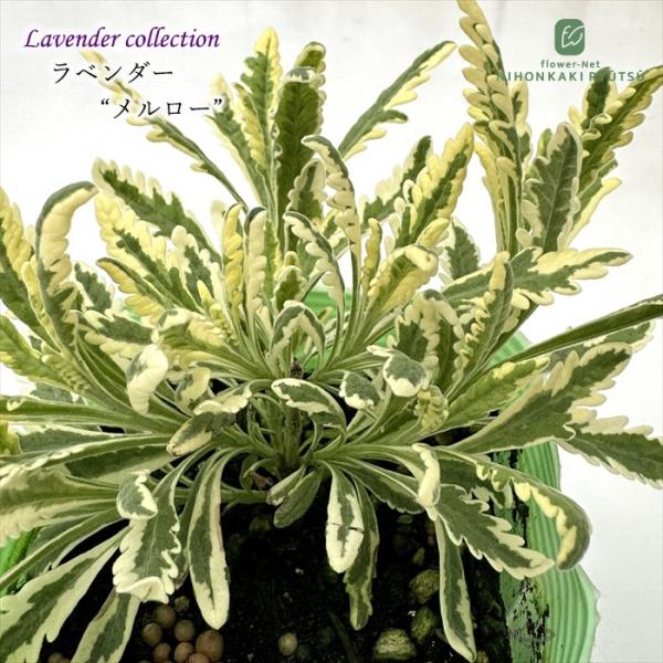 ラベンダー 苗 メルロー 10.5cmポット 斑入り イングリッシュラベンダー 花苗 宿根草 ガーデ...