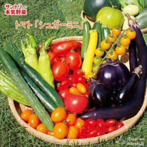 予約販売 トマト 苗 シュガーミニ 12cmポット 大苗 本気野菜 野菜苗 家庭菜園 hlv 4月下...