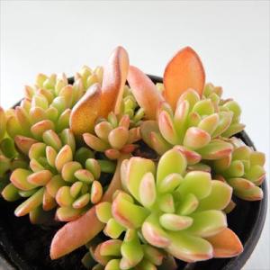 日本花キ流通 多肉植物 hmセダム ジューシー 多肉植物 セダム 6cm