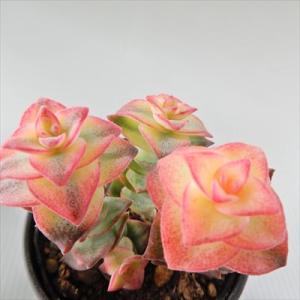 多肉植物 hmクラッスラ 南十字星 多肉植物 クラッスラ 6cmポット