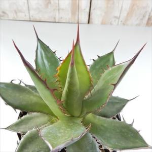 多肉植物 caアガベ ホリダ 多肉植物 アガベ コーデックス 9cmポット