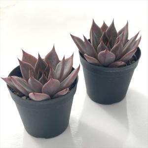 多肉植物 skエケベリア 紫式部(クスピダータ...の詳細画像1