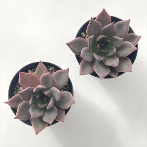 多肉植物 skエケベリア 紫式部(クスピダータ...の詳細画像2