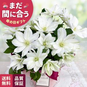 ＼ 早割 ／ 母の日 プレゼント クレマチス 北浜 5号鉢 送料無料 母の日ギフト 花 鉢植え 日本花キ流通