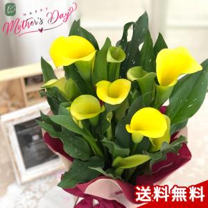 【遠方不可】 母の日 プレゼント カラー イエロー 5号鉢 送料無料 母の日ギフト 花 鉢植え best｜flower-net