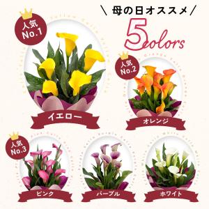 ＼ 早割 / 母の日 プレゼント 選べる カラ...の詳細画像4