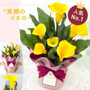 ＼ 早割 / 母の日 プレゼント 選べる カラ...の詳細画像5