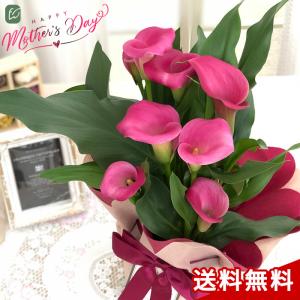 カラー 花 値段の商品一覧 通販 Yahoo ショッピング