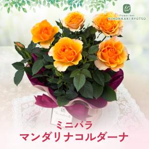 母の日 ギフト 花 ミニバラ マンダリナコルダ...の詳細画像3