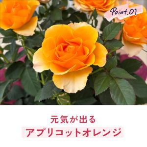 母の日 ギフト 花 ミニバラ マンダリナコルダ...の詳細画像4