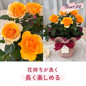 母の日 ギフト 花 ミニバラ マンダリナコルダ...の詳細画像5