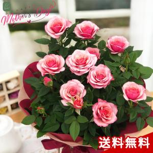 母の日 プレゼント ミニバラ タマラコルダーナ 5号鉢 送料無料 母の日ギフト 花 鉢植え バラ